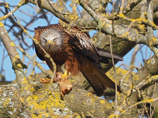 Red Kite close up feeding Picture Board by mark humpage