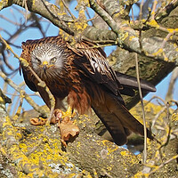Buy canvas prints of Red Kite close up feeding by mark humpage