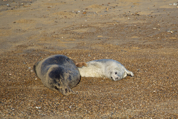 Seals on Horsey Beach, Norfolk Picture Board by mark humpage