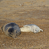 Buy canvas prints of Seals on Horsey Beach, Norfolk by mark humpage