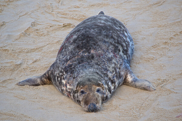 Seal on Horsey Beach, North Norfolk. Picture Board by mark humpage