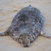 Buy canvas prints of Seal on Horsey Beach, North Norfolk. by mark humpage