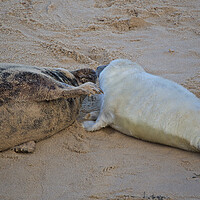 Buy canvas prints of Seals on Horsey Beach, North Norfolk. by mark humpage