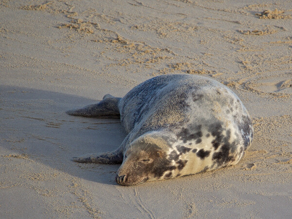 Seal on Horsey Beach, North Norfolk. Picture Board by mark humpage