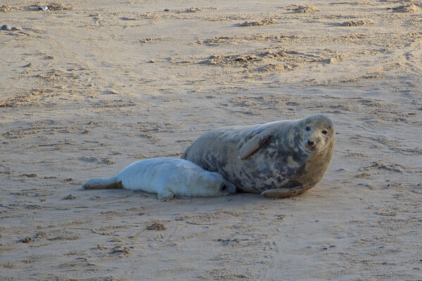 Seals lying on sand on Horsey Beach, North Norfolk. Picture Board by mark humpage