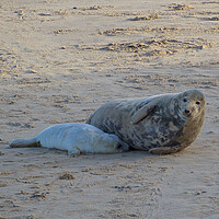 Buy canvas prints of Seals lying on sand on Horsey Beach, North Norfolk. by mark humpage