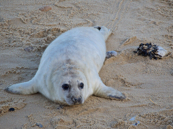 Seal pup on Horsey Beach, North Norfolk. Picture Board by mark humpage