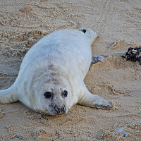 Buy canvas prints of Seal pup on Horsey Beach, North Norfolk. by mark humpage