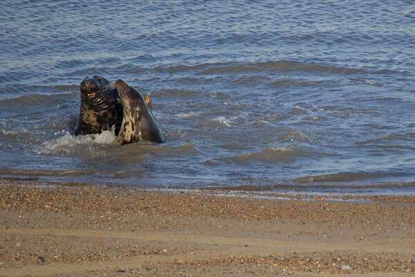 Seals on Horsey Beach, North Norfolk. Picture Board by mark humpage