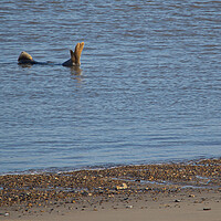 Buy canvas prints of Seal on Horsey Beach, North Norfolk. by mark humpage