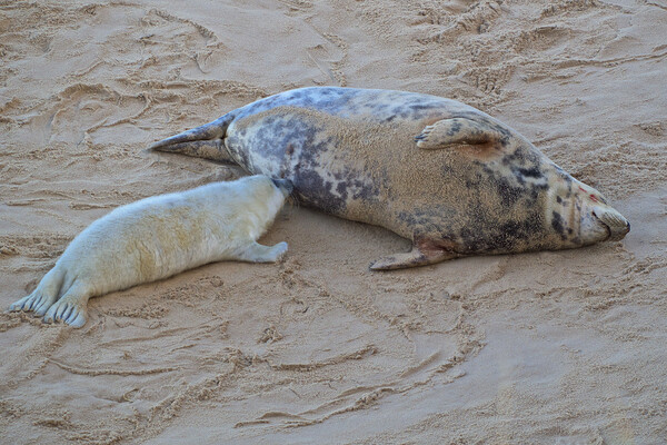 Seals on Horsey Beach, North Norfolk. Picture Board by mark humpage