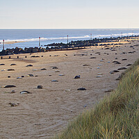 Buy canvas prints of Seals on Horsey Beach, North Norfolk. by mark humpage
