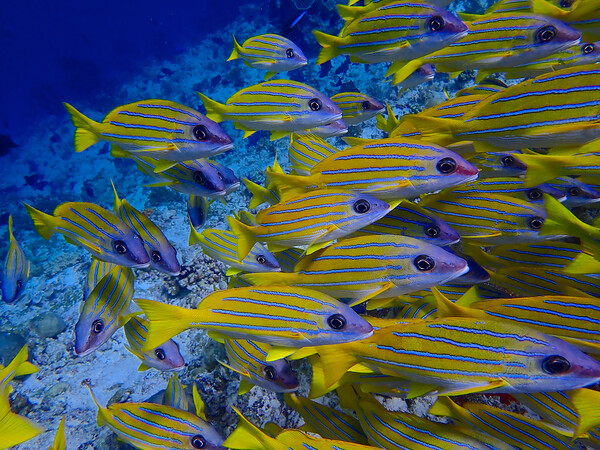 Yellow fish underwater diving in Maldives Picture Board by mark humpage