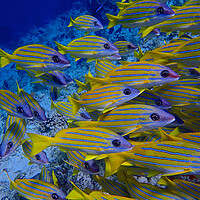 Buy canvas prints of Yellow fish underwater diving in Maldives by mark humpage