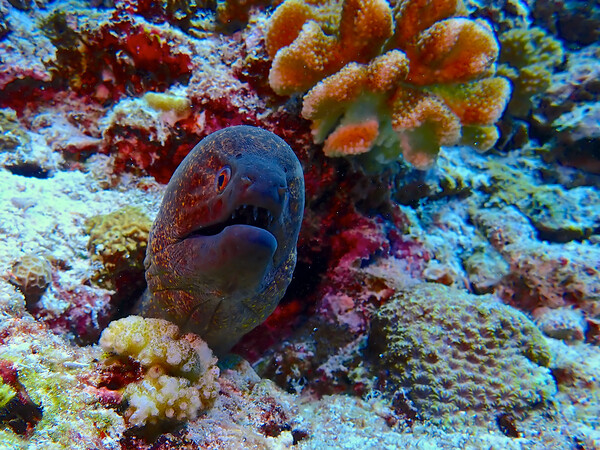 Moray eel underwater hiding in coral Picture Board by mark humpage