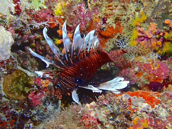 Lion fish underwater diving in Maldives Picture Board by mark humpage
