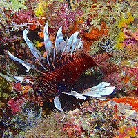Buy canvas prints of Lion fish underwater diving in Maldives by mark humpage