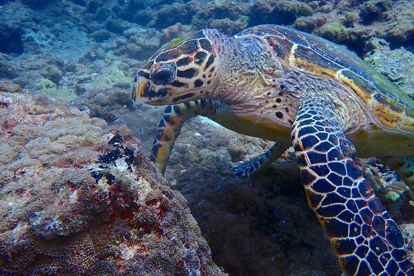 Turtle underwater diving in Maldives Picture Board by mark humpage