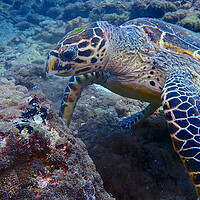 Buy canvas prints of Turtle underwater diving in Maldives by mark humpage