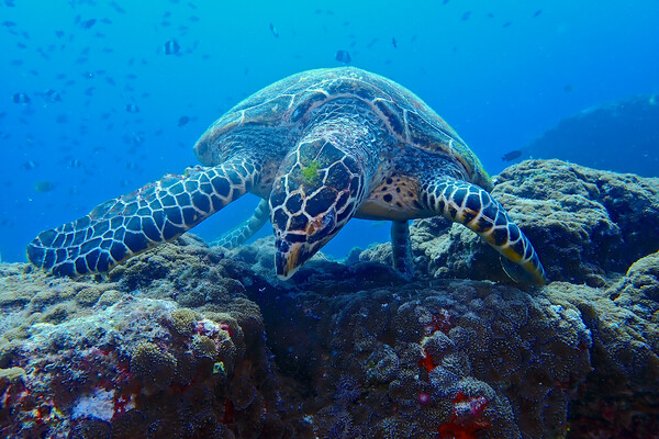 Turtle underwater diving in Maldives Picture Board by mark humpage
