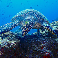 Buy canvas prints of Turtle underwater diving in Maldives by mark humpage