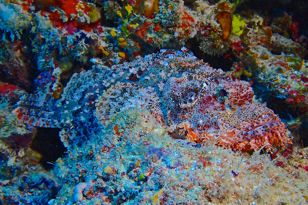 Scorpion fish underwater diving in Maldives Picture Board by mark humpage