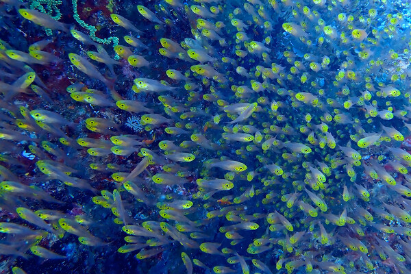 Yellow fish underwater diving in Maldives Picture Board by mark humpage