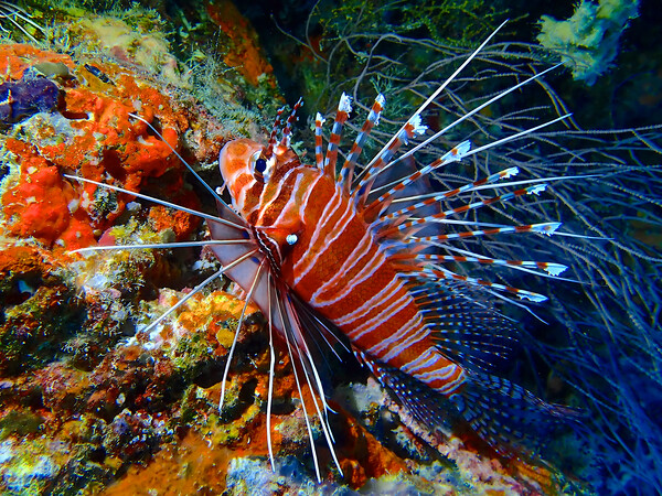 Colourful Lion fish underwater diving in Maldives Picture Board by mark humpage