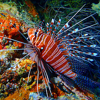 Buy canvas prints of Colourful Lion fish underwater diving in Maldives by mark humpage