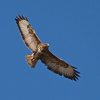 Buy canvas prints of Buzzard flying in clear blue sky by mark humpage