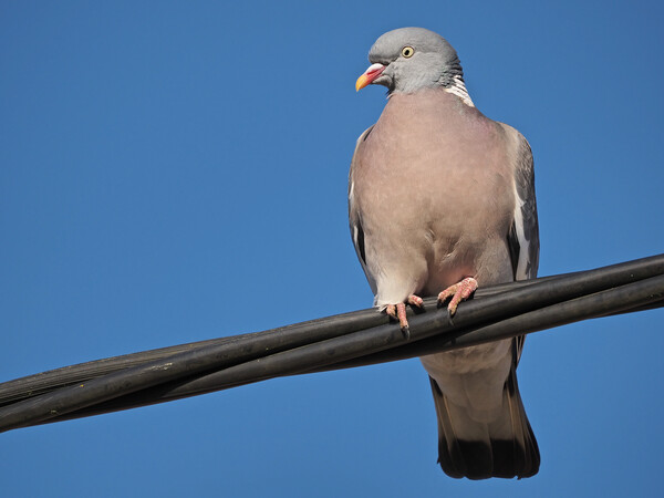 Wood pigeon standing on wire in sky Picture Board by mark humpage