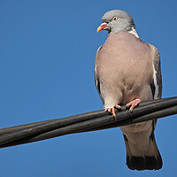 Buy canvas prints of Wood pigeon standing on wire in sky by mark humpage