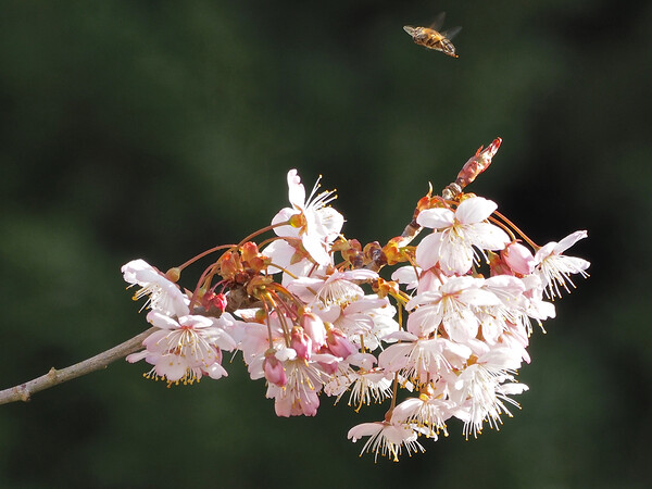 Tree in blossom with bee hovering Picture Board by mark humpage