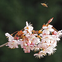 Buy canvas prints of Tree in blossom with bee hovering by mark humpage