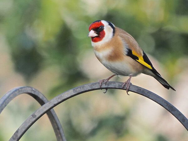 Goldfinch standing on bird feeder Picture Board by mark humpage