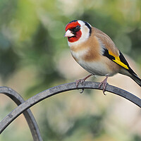 Buy canvas prints of Goldfinch standing on bird feeder by mark humpage