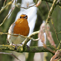 Buy canvas prints of Robin perched on a tree branch singing by mark humpage