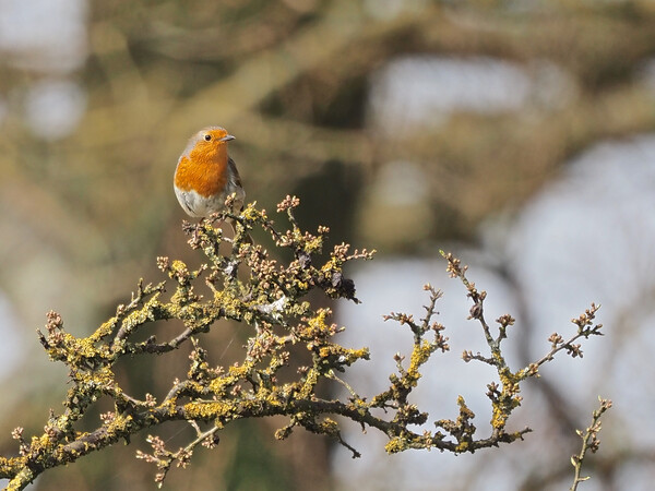 Robin perched on a tree branch Picture Board by mark humpage