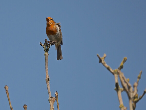 Robin perched on a tree branch singing Picture Board by mark humpage