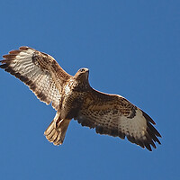 Buy canvas prints of Buzzard flying in sky by mark humpage