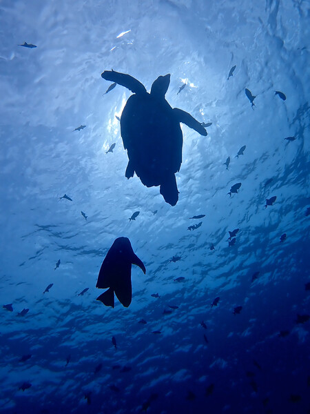 Green turtle underwater in Maldives Picture Board by mark humpage