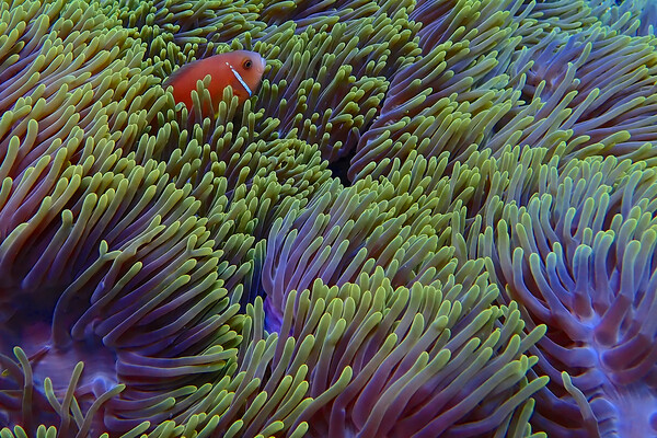 Clown fish hiding in soft coral Picture Board by mark humpage