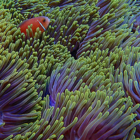 Buy canvas prints of Clown fish hiding in soft coral by mark humpage