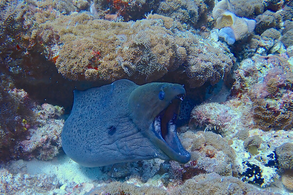 Moral eel with mouth open underwater Picture Board by mark humpage