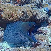 Buy canvas prints of Moral eel with mouth open underwater by mark humpage