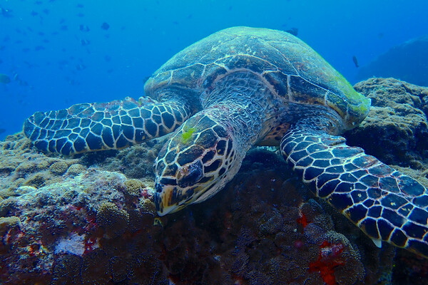 Green turtle underwater in coral reef Picture Board by mark humpage