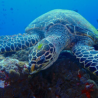 Buy canvas prints of Green turtle underwater in coral reef by mark humpage