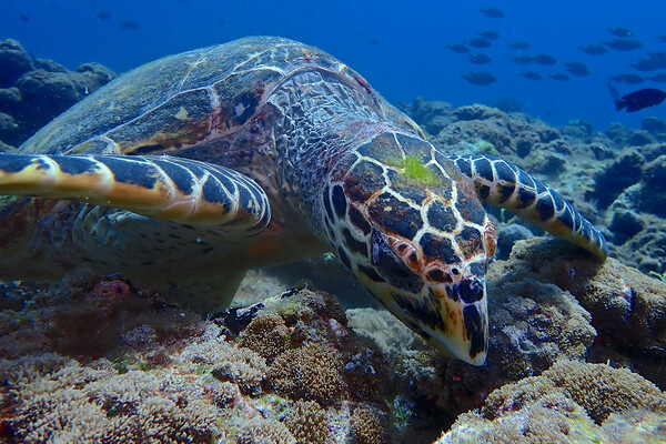 Green turtle close up underwater  Picture Board by mark humpage
