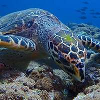 Buy canvas prints of Green turtle close up underwater  by mark humpage