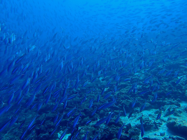 School of fish underwater in Maldives Picture Board by mark humpage